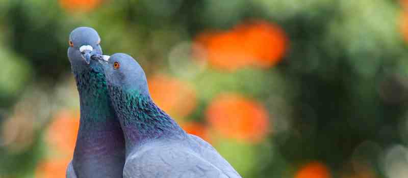 Bird Removal Sydney