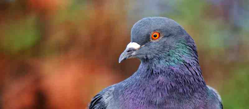 Bird Proofing Sydney